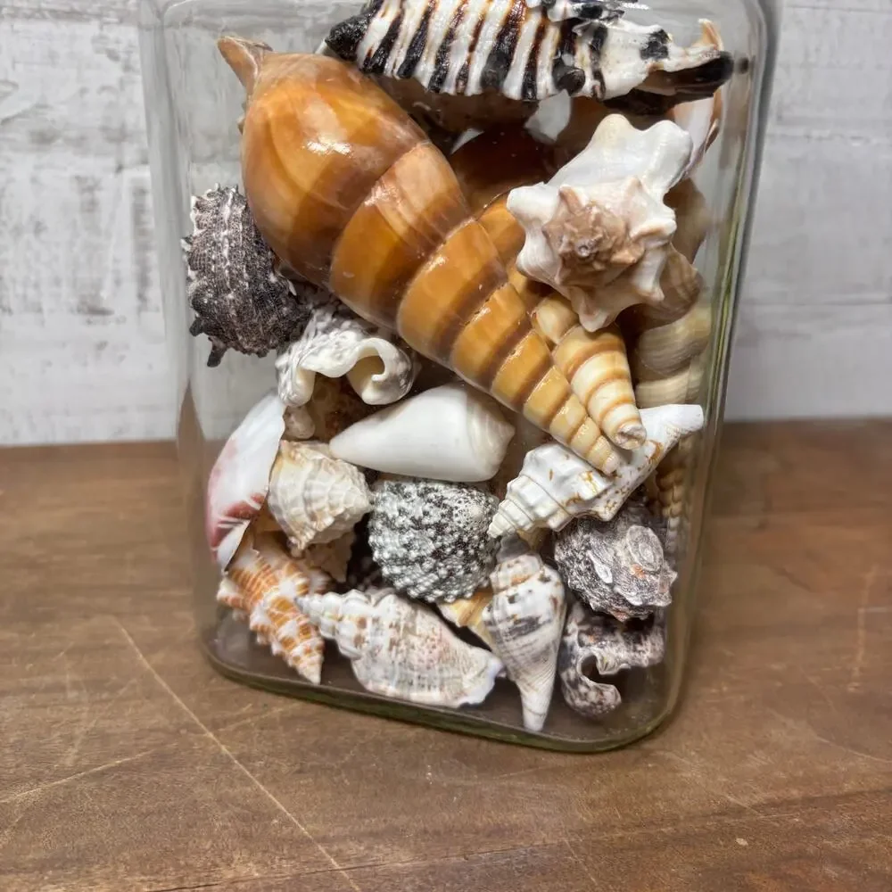 Large Glass Jar Filled with Assorted Seashells